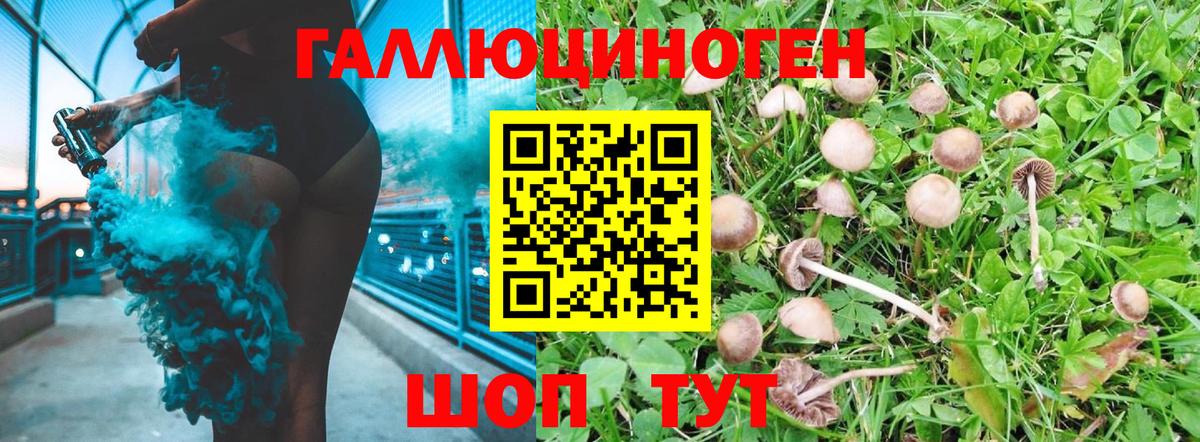 Псилоцибиновые грибы GOLDEN TEACHER  Вход с VPN  Псилоцибиновые грибы GOLDEN TEACHER  Асино 
